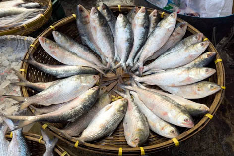 दुर्गा पूजा से पहले बांग्लादेश से 2,000 किलोग्राम हिल्सा मछली की पहली खेप त्रिपुरा पहुंची