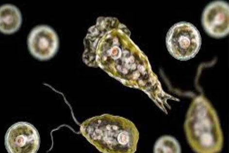 दुर्लभ लेकिन निर्दयी: कैसे एक घातक अमीबा केरल में ले रहा है जान